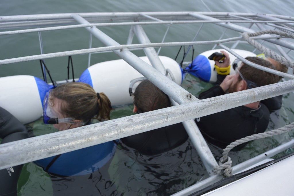 Shark Diving