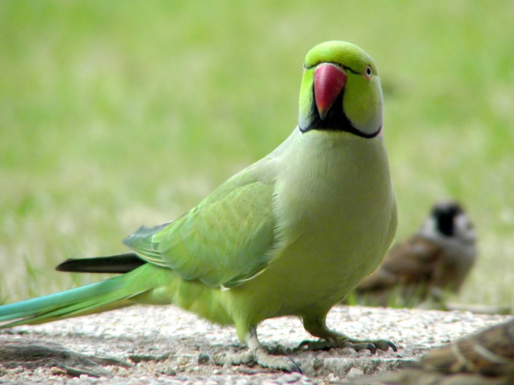 Free Morning Bird Watching Tour at Hong Kong Park