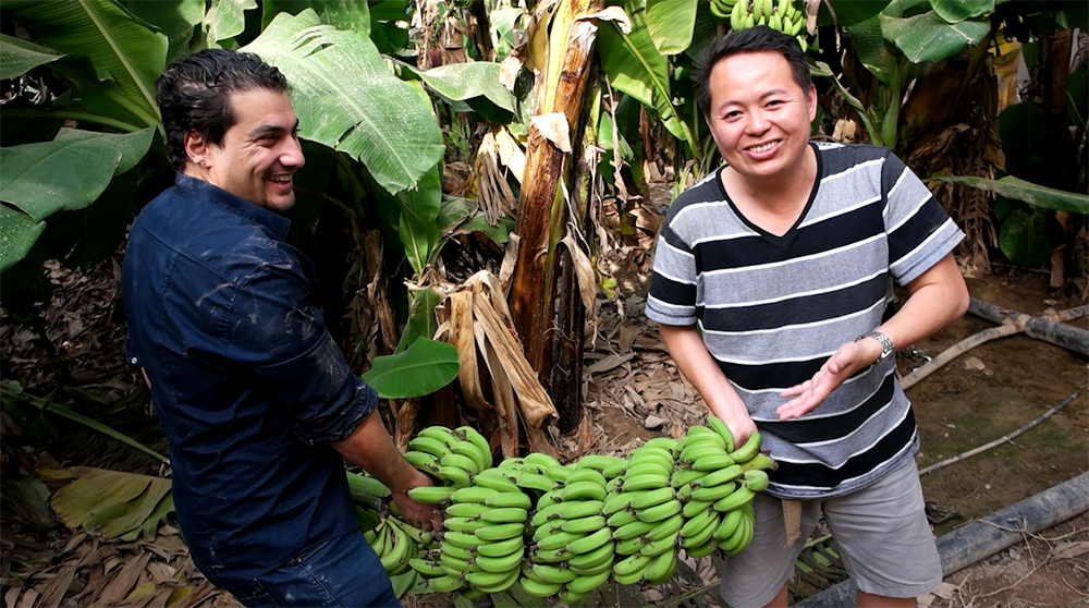 Banana Farm