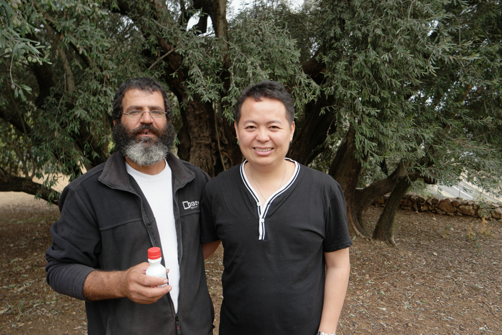 The Old Olive Tree in Palestine, estimated 3,500 years old