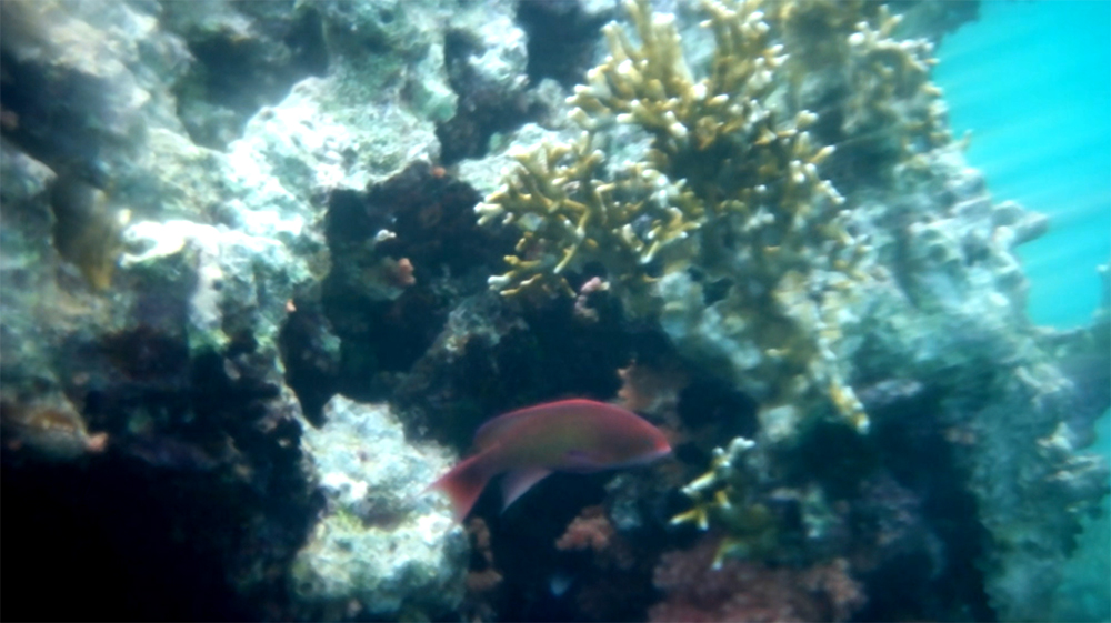 Diving in the Red Sea